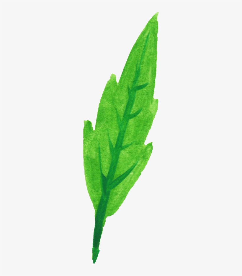 Free Download - Common Sage, transparent png