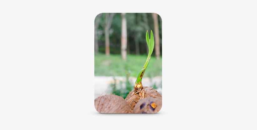 Sustainability - Coconut, transparent png