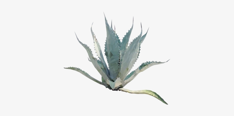 Agave Plant Png Picture Library Download - Agave Png, transparent png