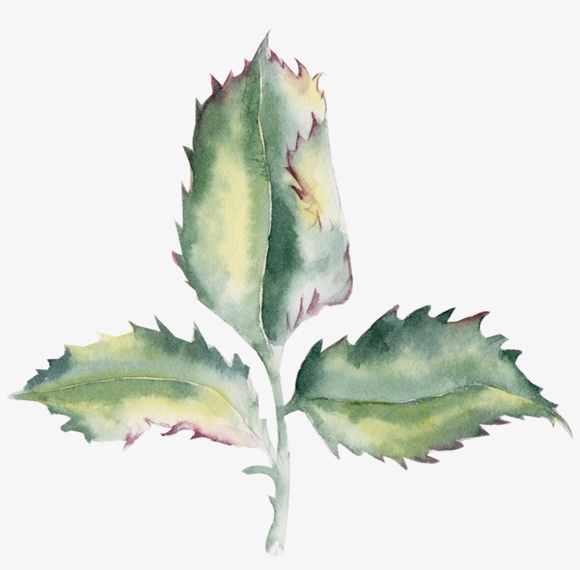 Div - Agave, transparent png
