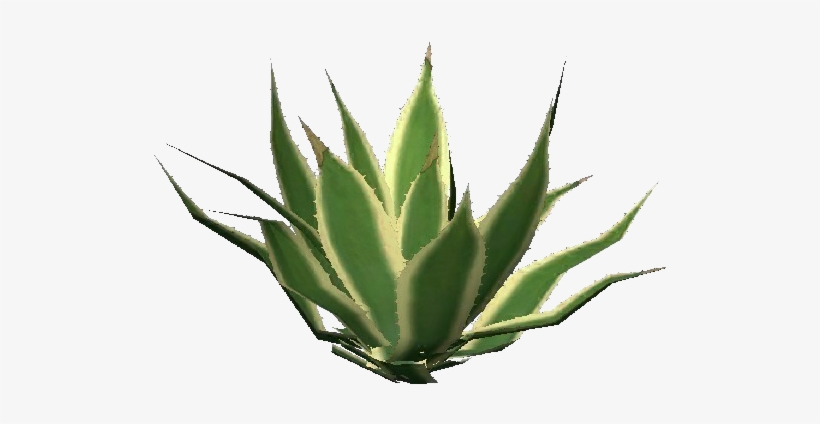 Agave Americana Marginata - Australian Aloe Vera, transparent png