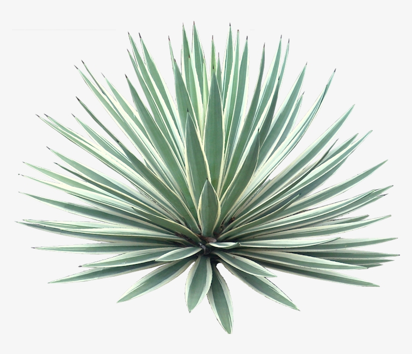Agave Americana Marginata - Desert Plant Transparent Background, transparent png