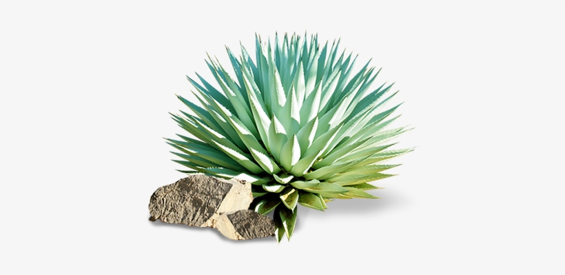 El Término Mezcal Proviene Del Náhuatl Mexcalli, Que, transparent png