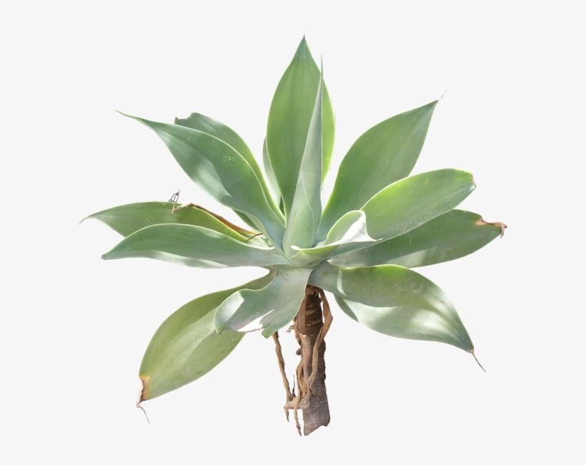 Agaves, 3d Artist, Landscape Designs, Plants - 3d Computer Graphics, transparent png