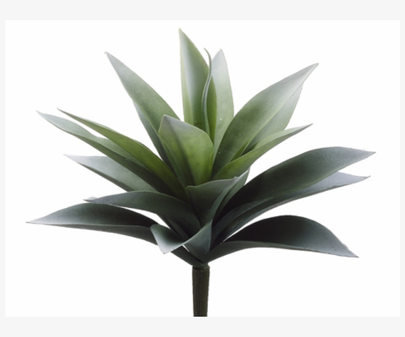 11" Agave Plant With 19 Leaves Frosted Green Silk Plants Direct Agave Plant Green Frosted