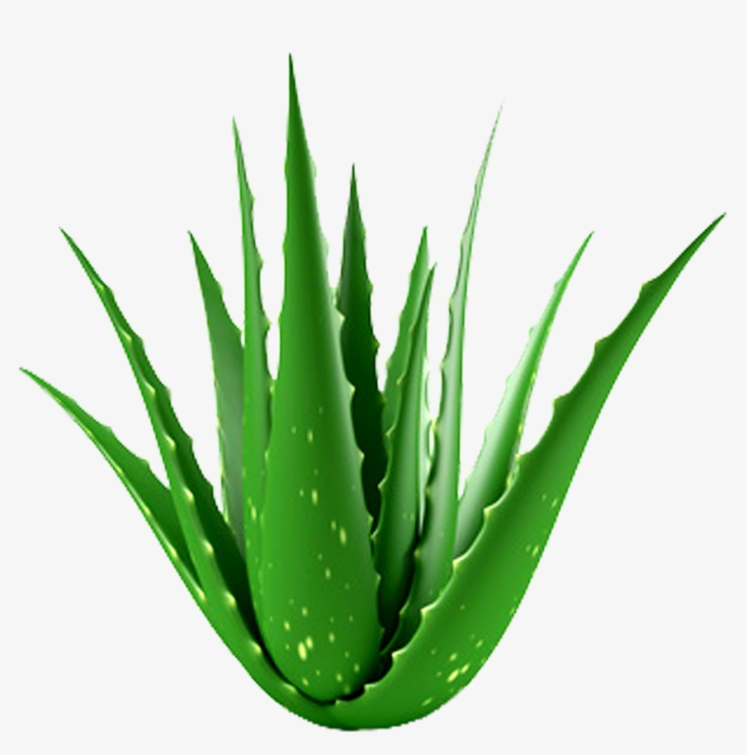 Aloe Plant Hypehair - Aloe Vera Plant, transparent png