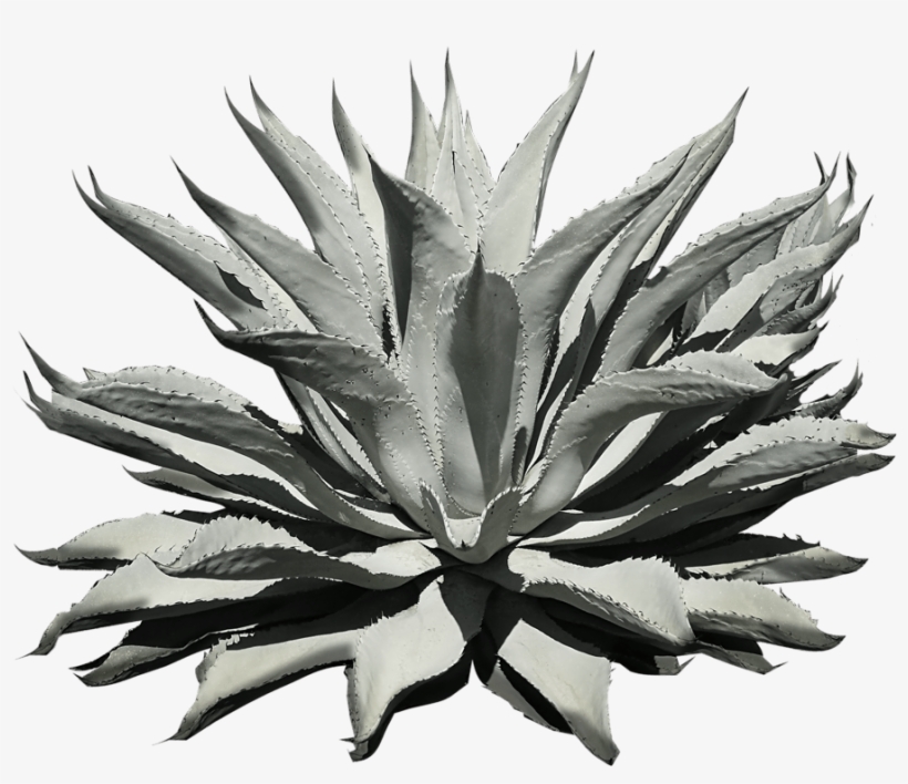 Agave Azul, transparent png