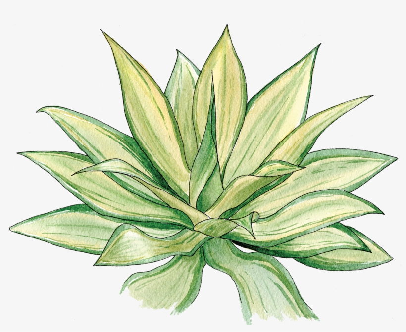Agave - Share - Agave, transparent png