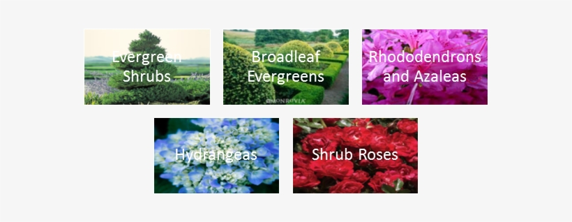Shrubs Of Many Varieties To Fit All Your Need - Alpine Forget-me-not, transparent png
