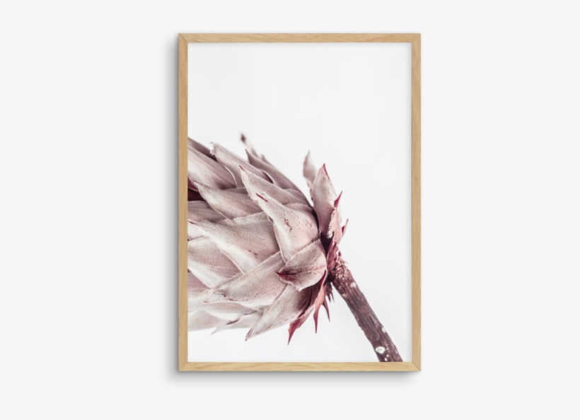 Abstract Protea No I - Poster, transparent png