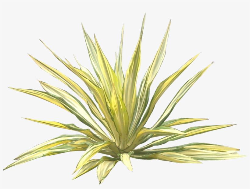 Jual Pohon Agave - Furcraea Foetida Png, transparent png