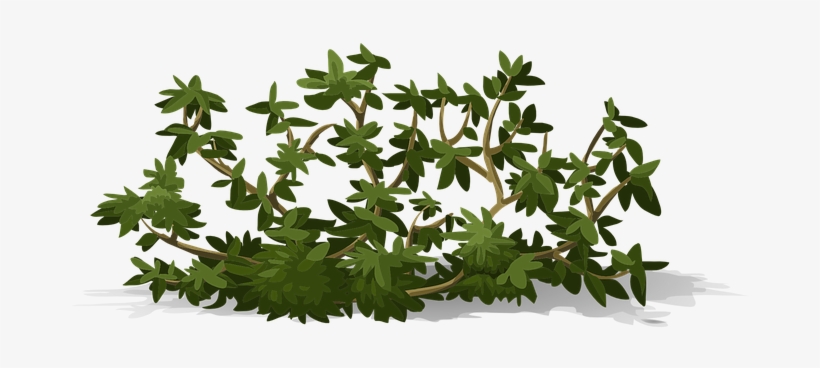Bush Leaves Shrub Green Greenery Nature Pl - Shrub, transparent png