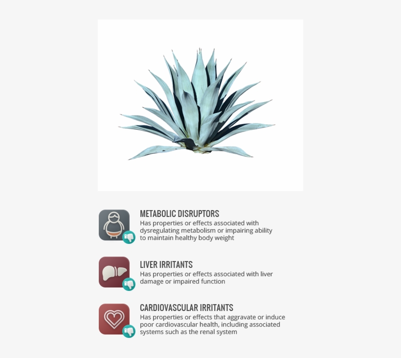 Cardiovascular Irritants - Single Blue Agave Plant, transparent png