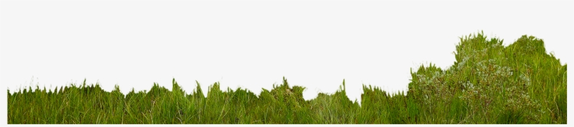 Landscape - Photographer - Grass, transparent png