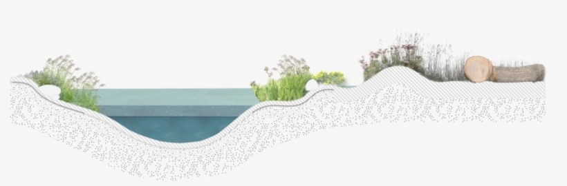 Pond, transparent png