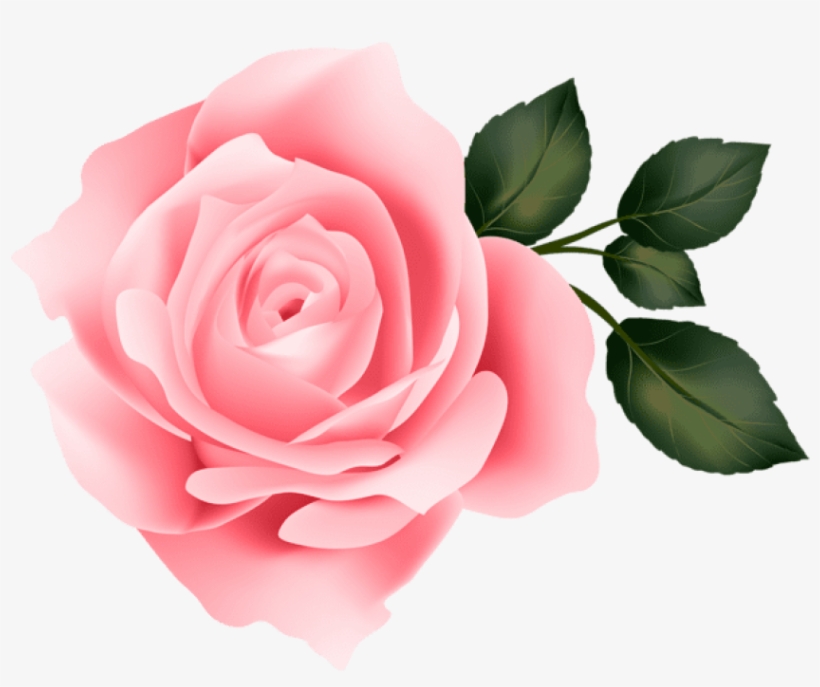 Free Png Pink Rose Png Images Transparent, transparent png