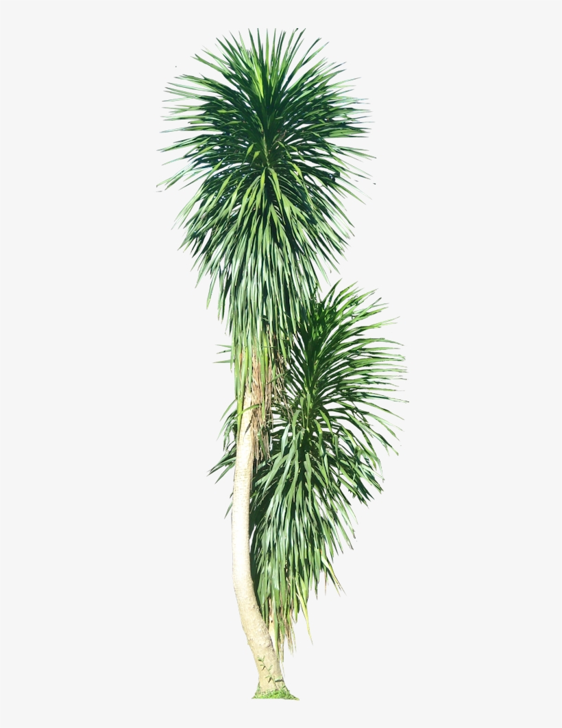 Tree Psd, Tree Photoshop, Tree Sketches, Landscape, transparent png