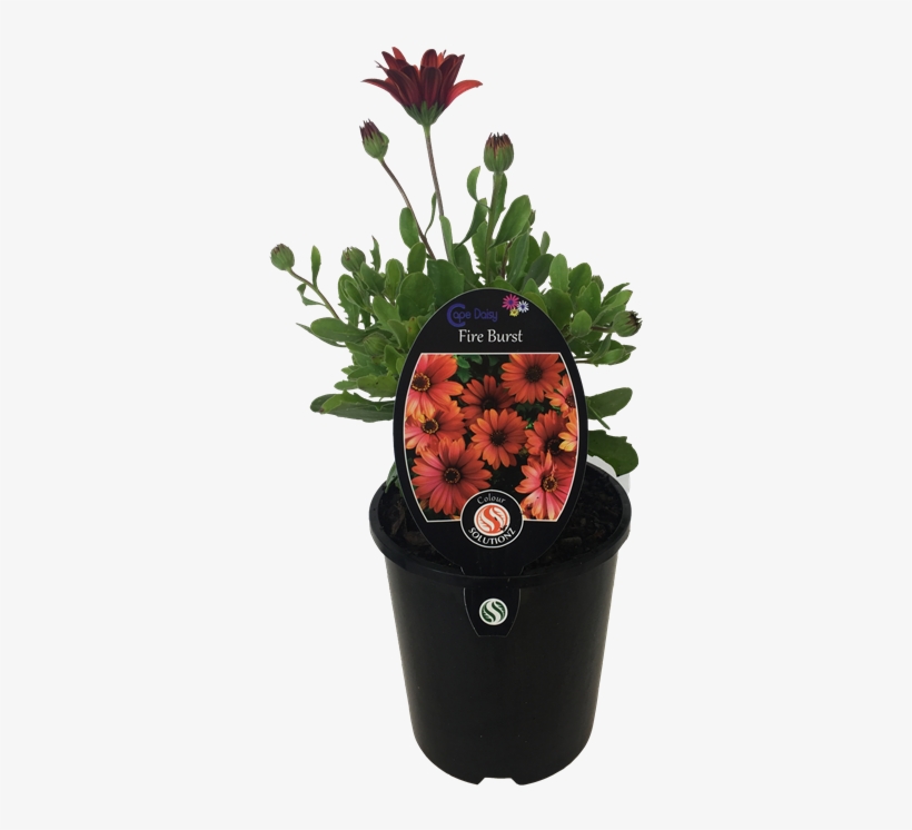 5l Cape Daisy Fire Burst, transparent png