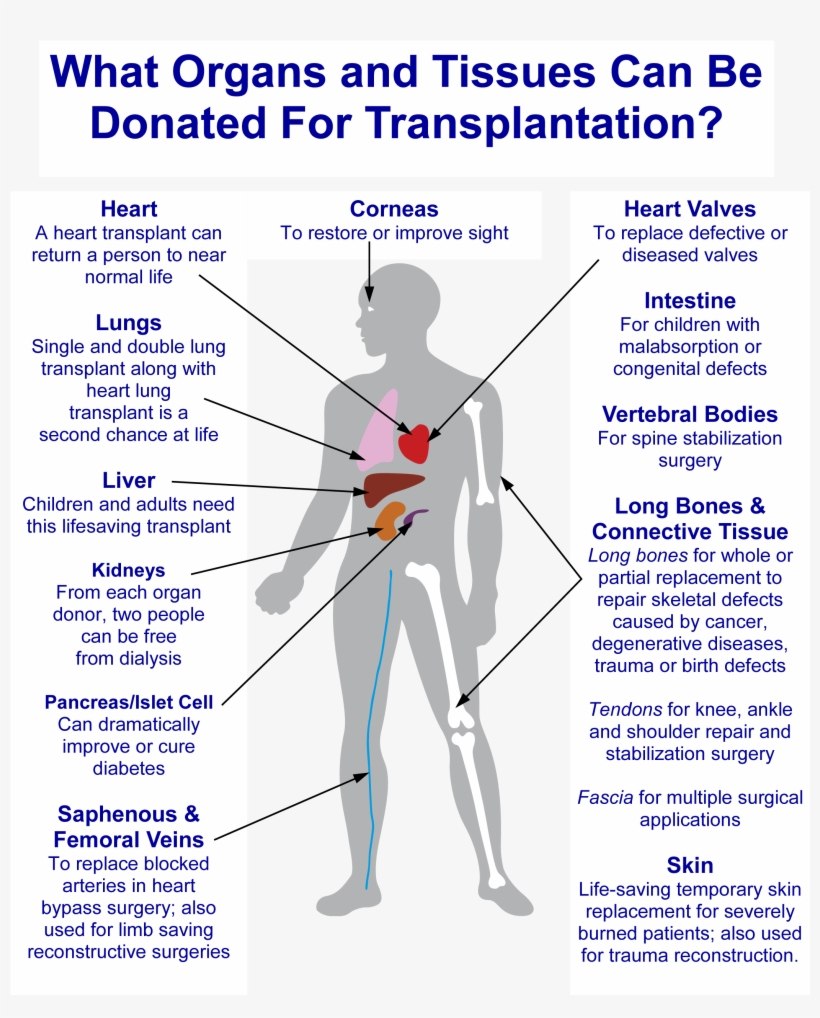 Donation Diagram, transparent png