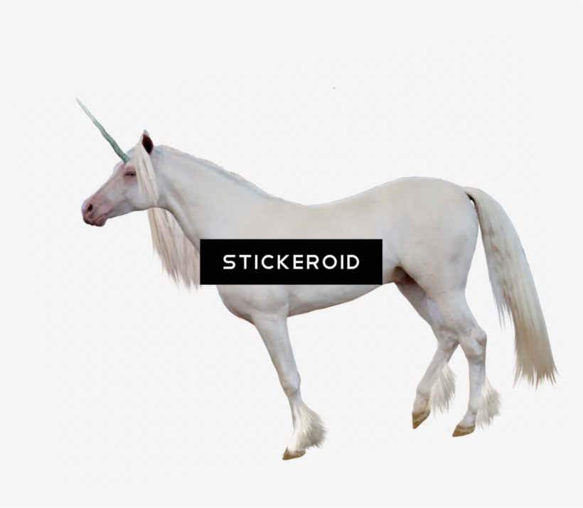 Unicorn, transparent png