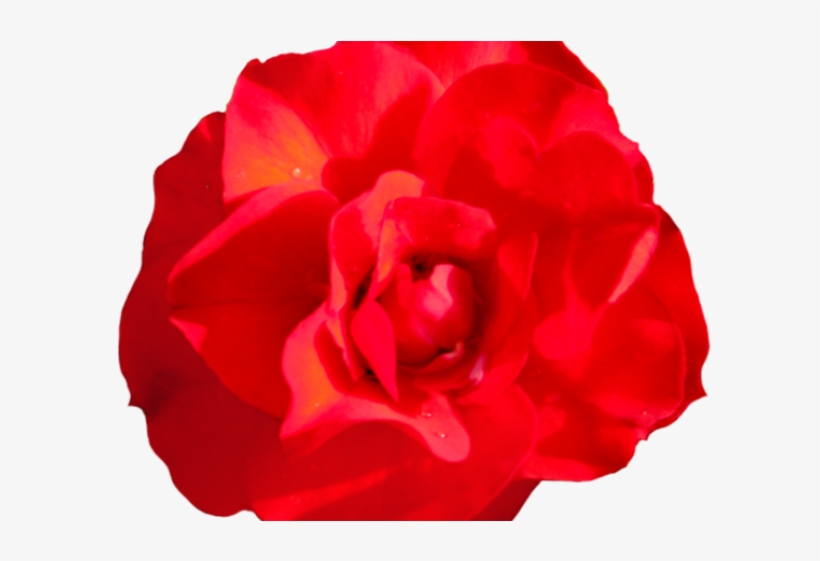 Red Rose Clipart Head, transparent png