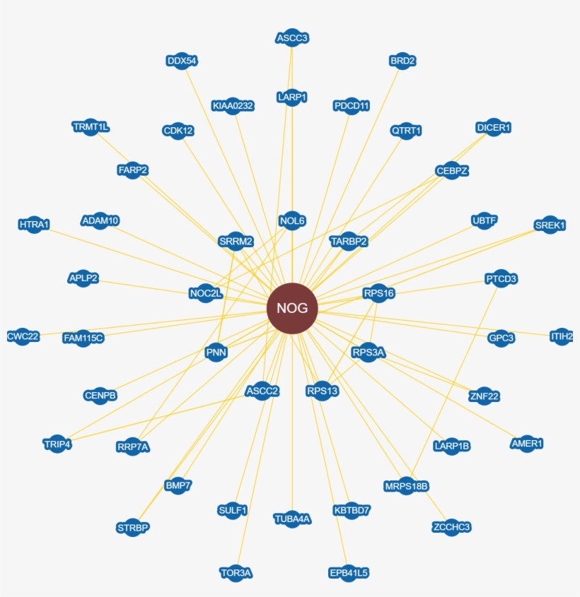Noggin Is Suspected Of Inhibiting Bmps And Being A, transparent png