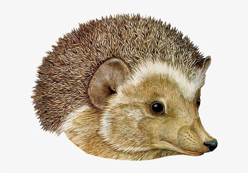 Hedgehog Png, transparent png