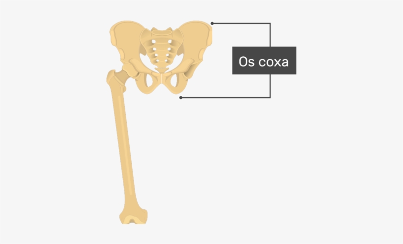 Femur Bone - Distal End, transparent png