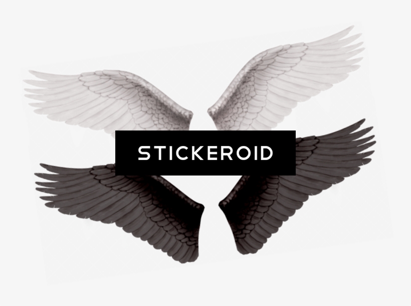 White Wings, transparent png