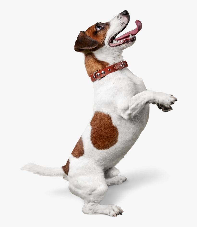 Why Waggly Tails, transparent png