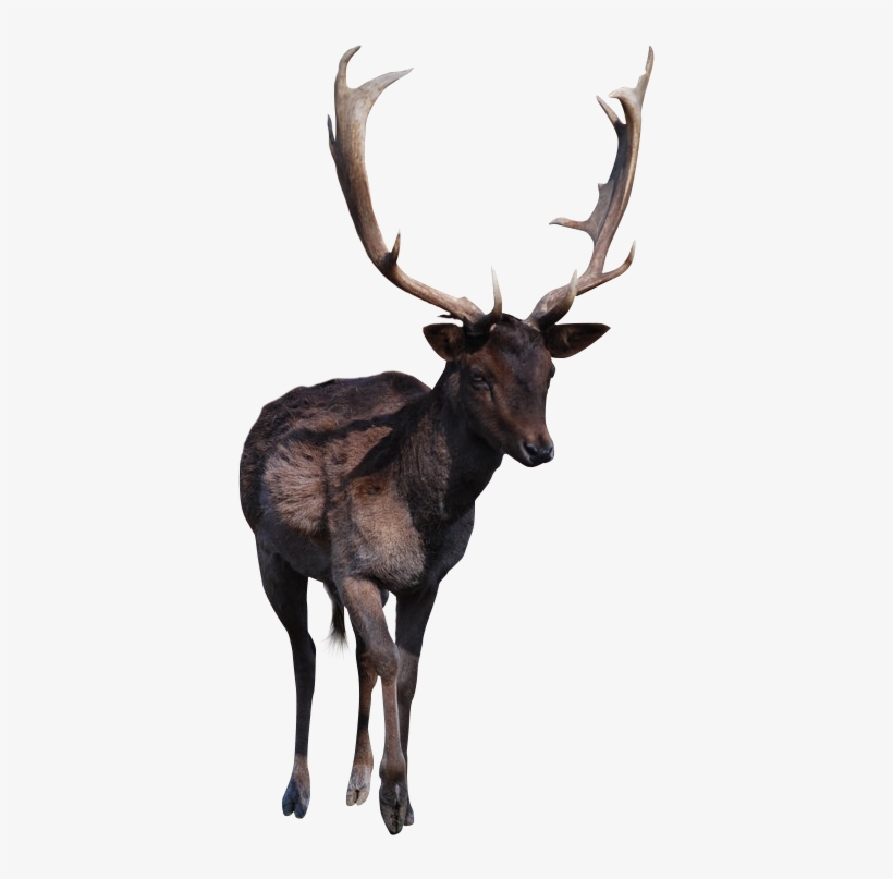 Deer Horns Png, transparent png
