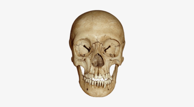 Cranium Front View - Ape Skeleton Head Transparent, transparent png