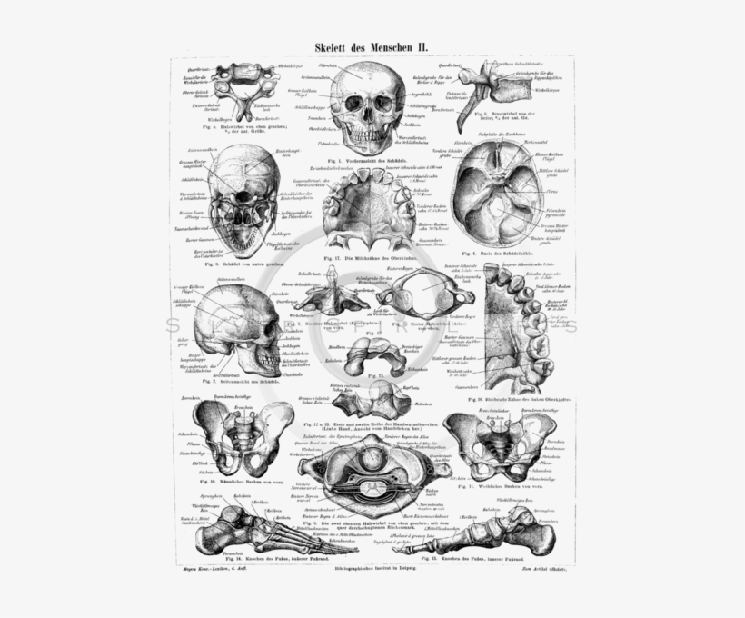 Skull And Crossbones Png Transparent Background, transparent png