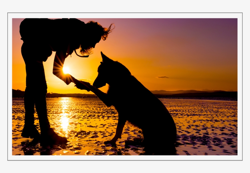 Through Most Of The History Of Photography, Lens Flare - Dog And Girl Beach, transparent png
