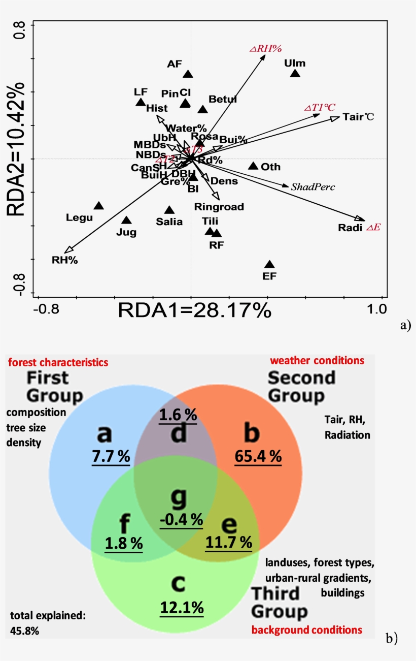 Download Full-size Image - Forest, transparent png