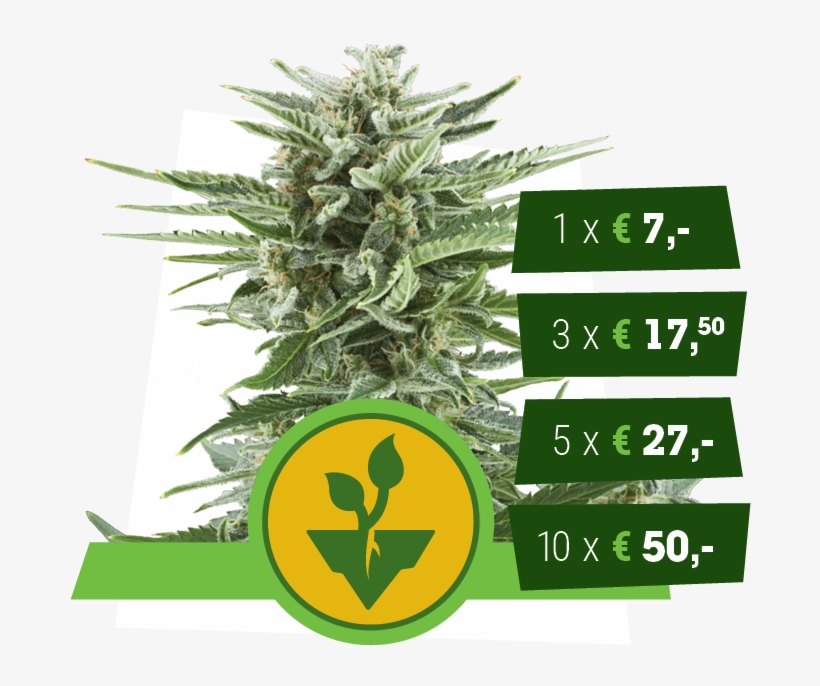 Hemp, transparent png