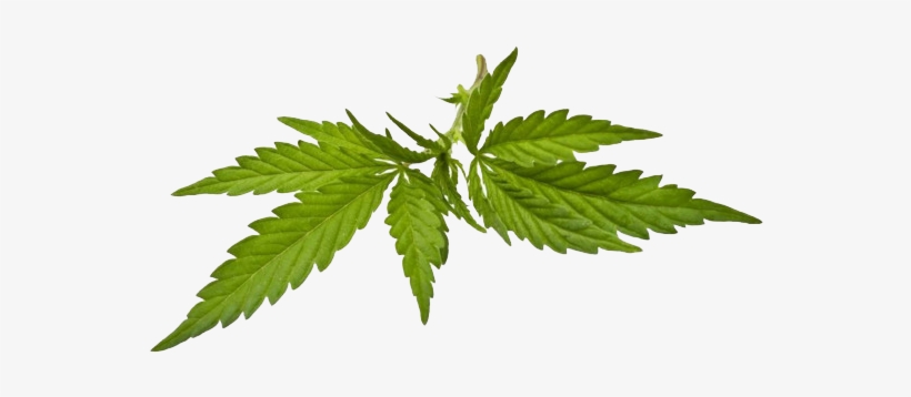 Fern, transparent png