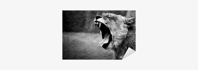 Lion Roar, transparent png