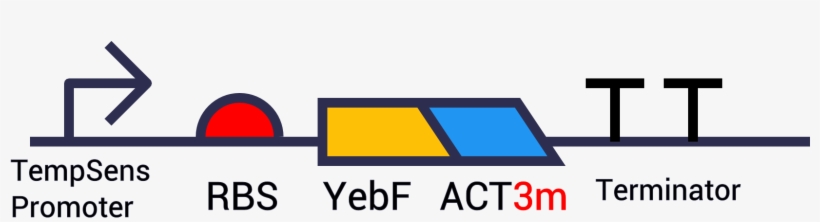 Full Granzyme B Inhibitor Device, transparent png