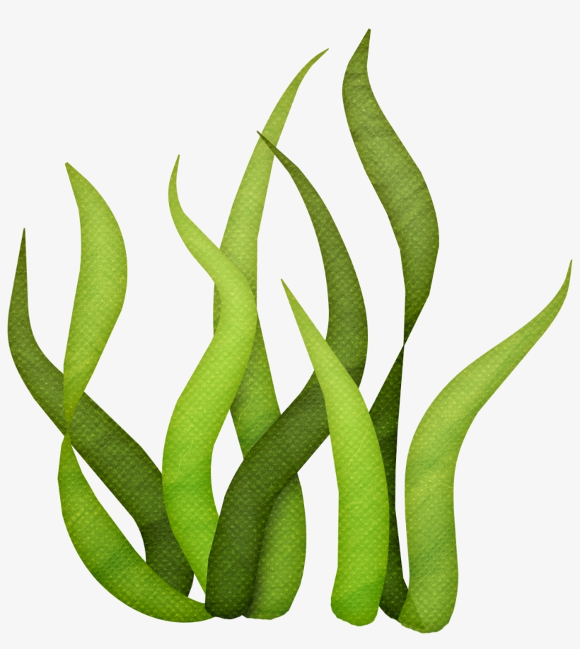 Vector Free Algae Clipart Giant Kelp - Algas De Mar Png - 956x1024 PNG