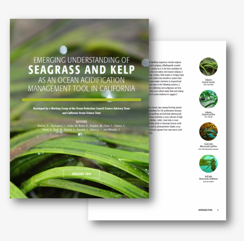 Emerging Understanding Of Seagrass And Kelp As An Ocean - Management, transparent png