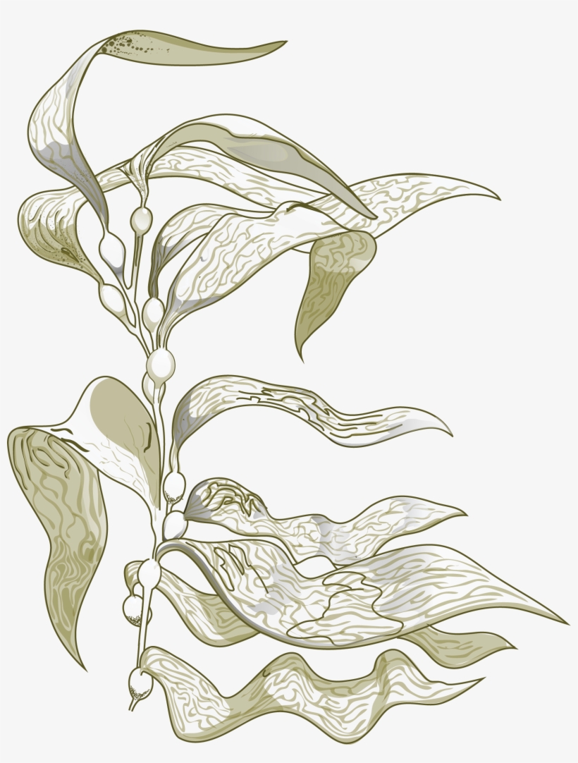 Sign Up For Our Newsletter - Sea Kelp Drawing, transparent png