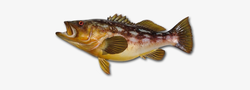 Kelp Bass - Calico Fish Png, transparent png