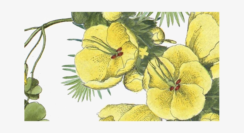 By Kathy Ferrari - Flowers Wix, transparent png