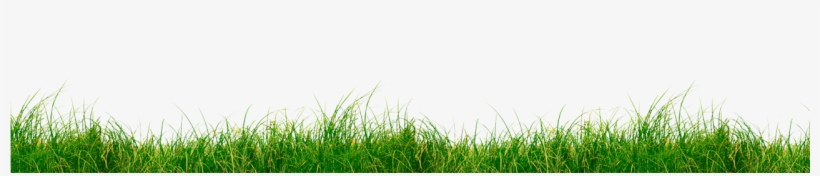 Grass-2 - Sweet Grass, transparent png