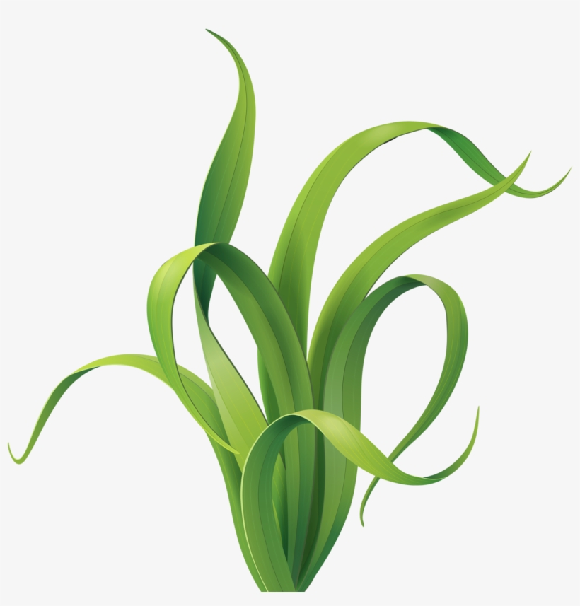 Graphic Transparent Pin By Jenifer Scott On Rock Pinterest - Plantas De Acuarios Animadas, transparent png