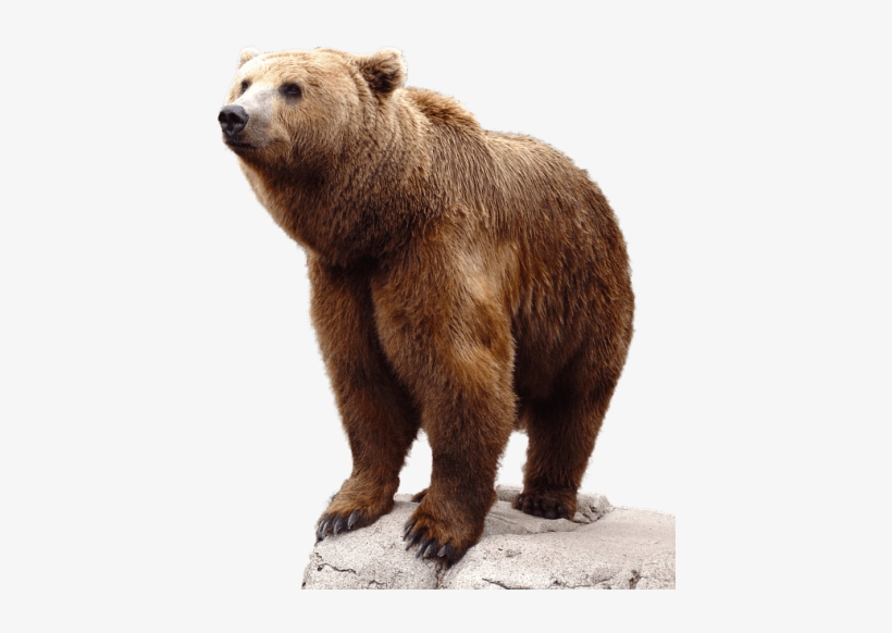 Free Png Bear Png Images Transparent - Bear Png, transparent png