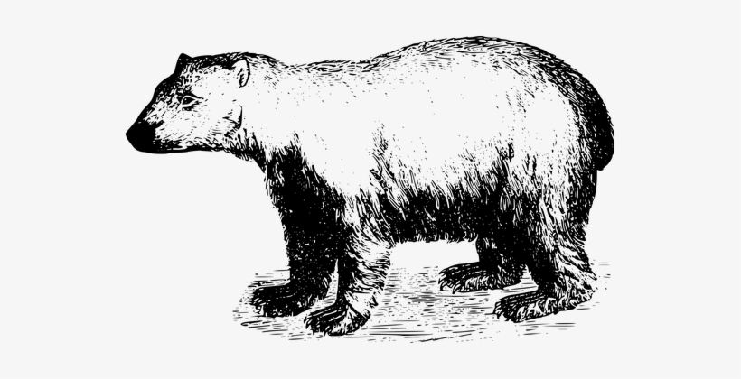 Animal Arctic Bear Mammal Polar Bear Bear - Papa Bear T-shirt, transparent png