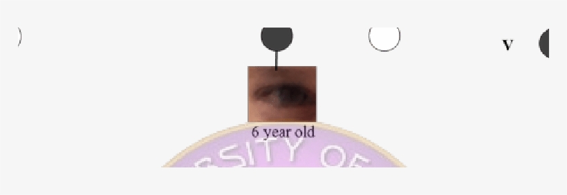 Pedigree Of Inheritance Of Hazel Eye Colour In Case - Illustration, transparent png