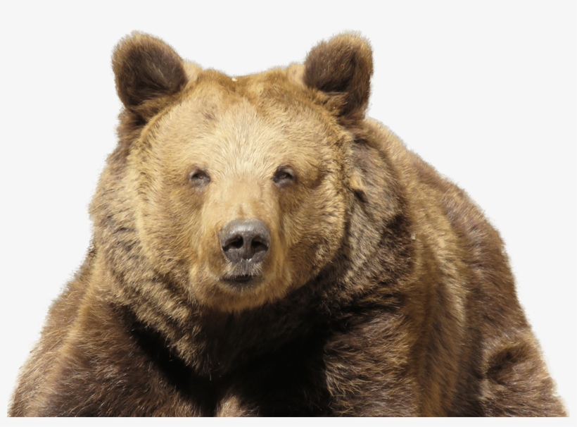 Go To Image - Eurasian Brown Bear Png, transparent png